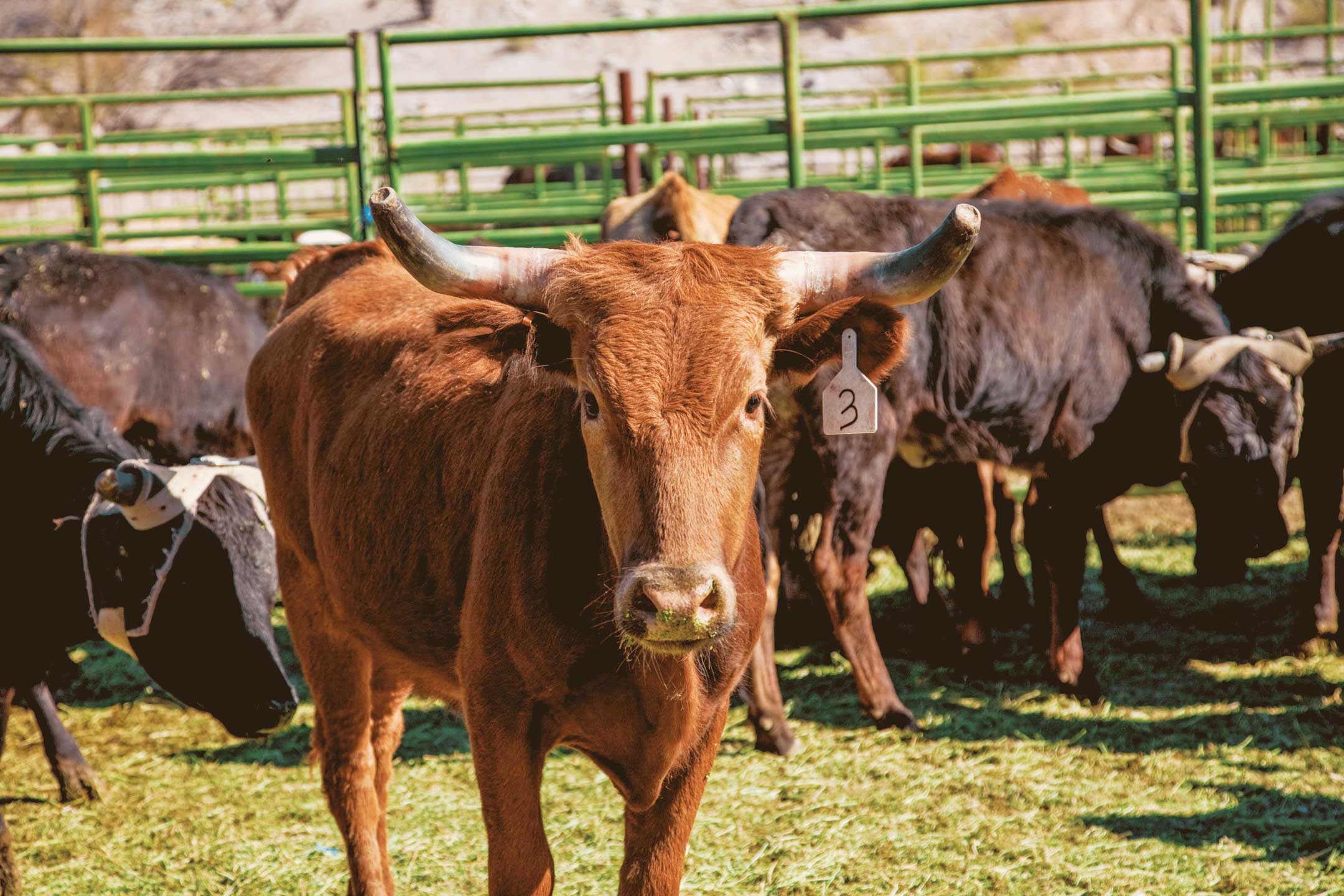 What Does Cattle Ranch Mean In Geography